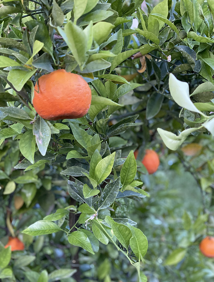 orange tree