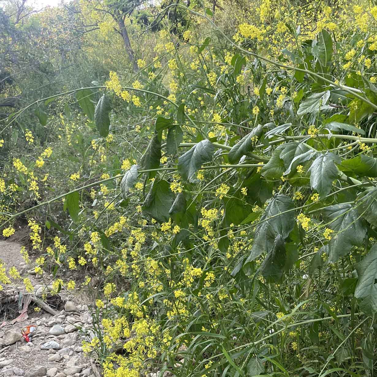 black mustard grows among other plants