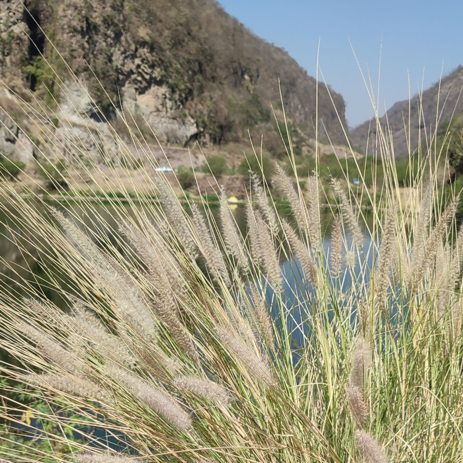 crimson fountain grass grows near lake and mountains