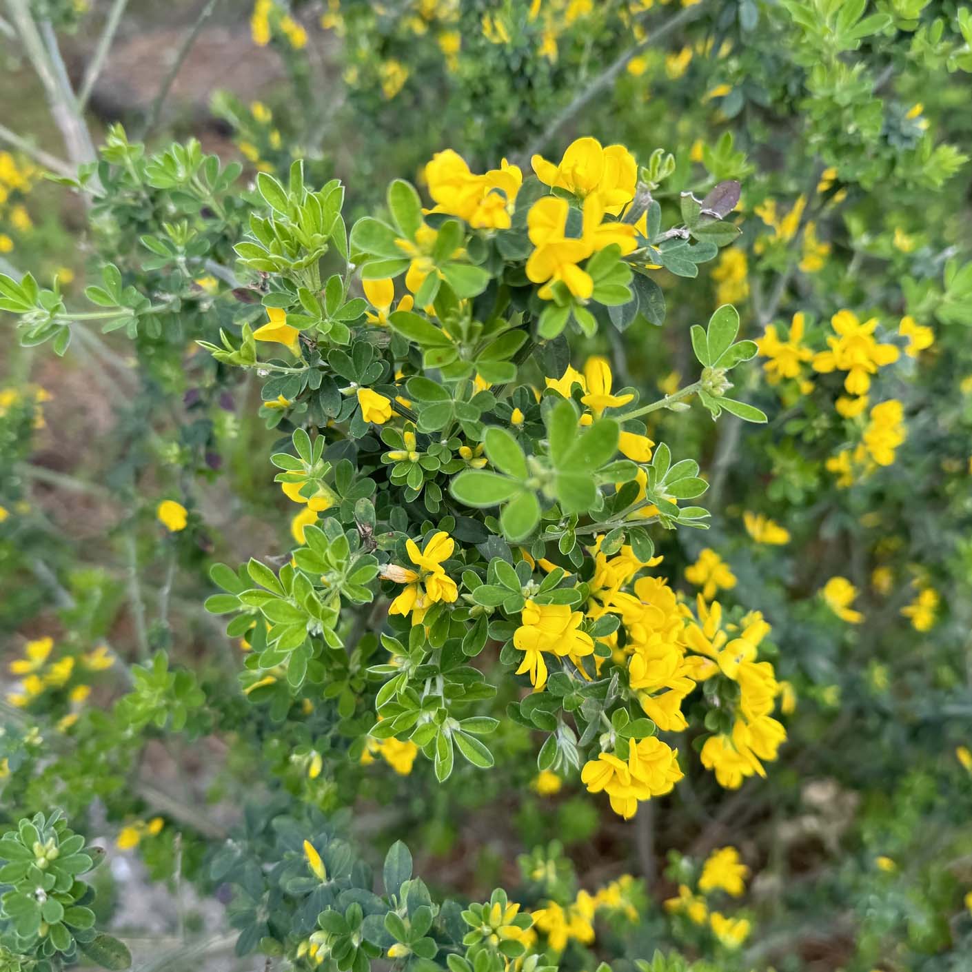 french broom with yellow flowers