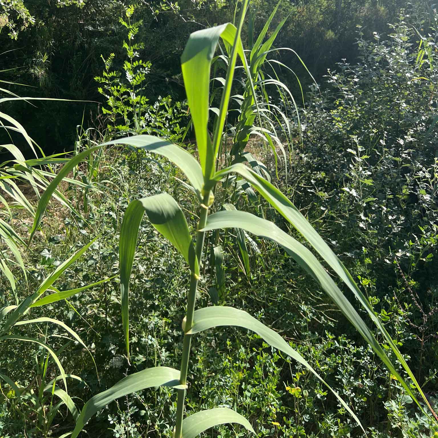 giant reed on a hillside