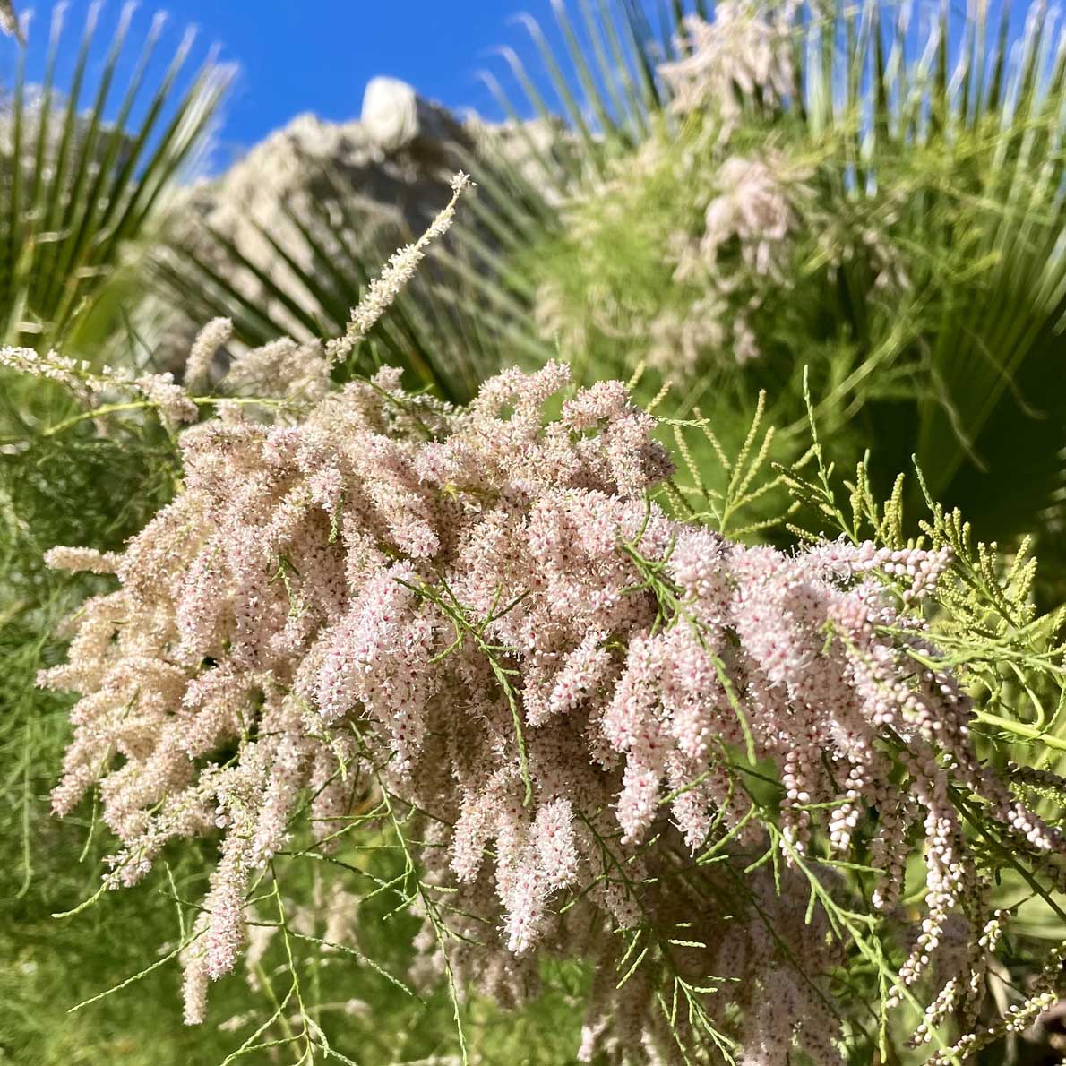 saltcedar growing among palm leaves