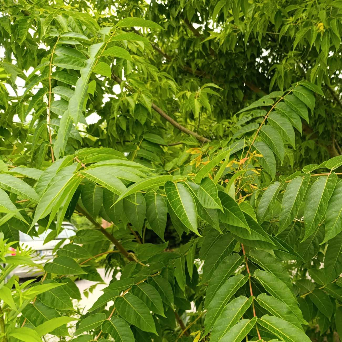 tree of heaven photo