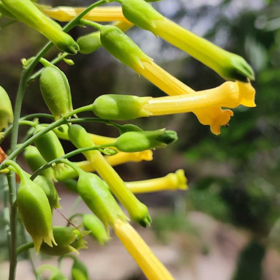 close-up of tree tobacco yellow flowers
