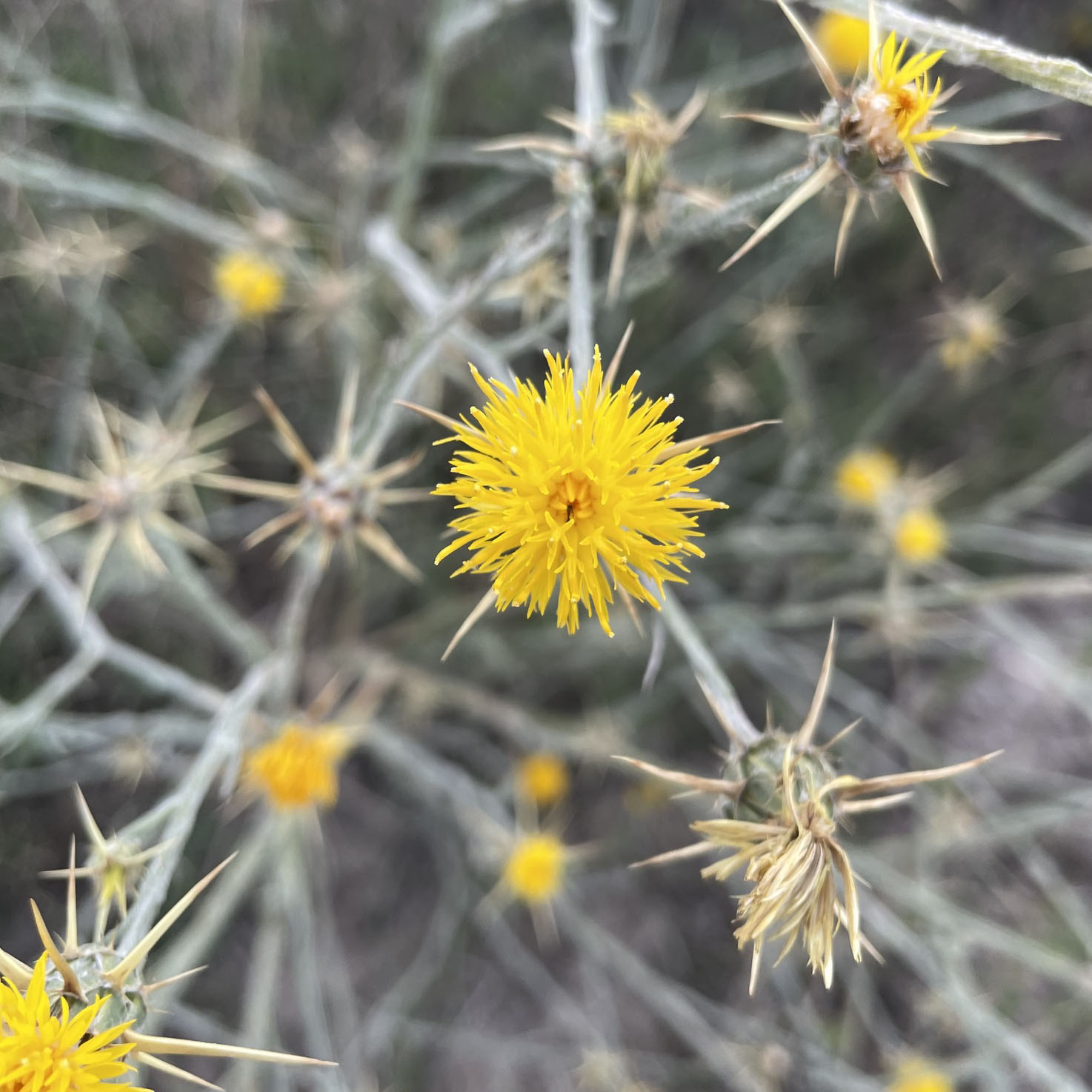 yellow starthistle grows in the wild