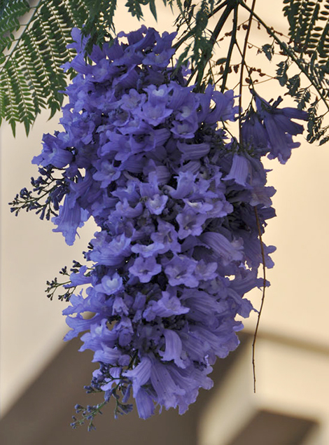 jacaranda blooms