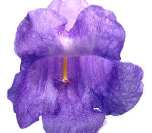 close up of a jacaranda bloom