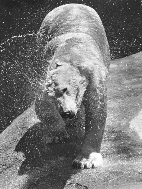 polar bear shaking of water in the heat