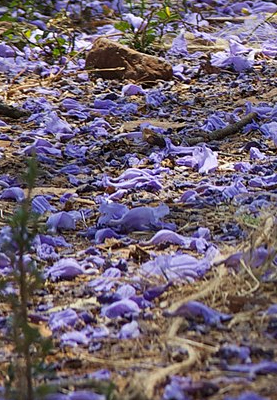 ground strewn with dead purple blooms