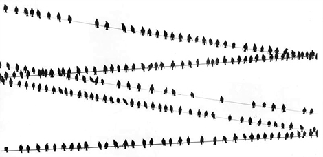 Birds on a wire