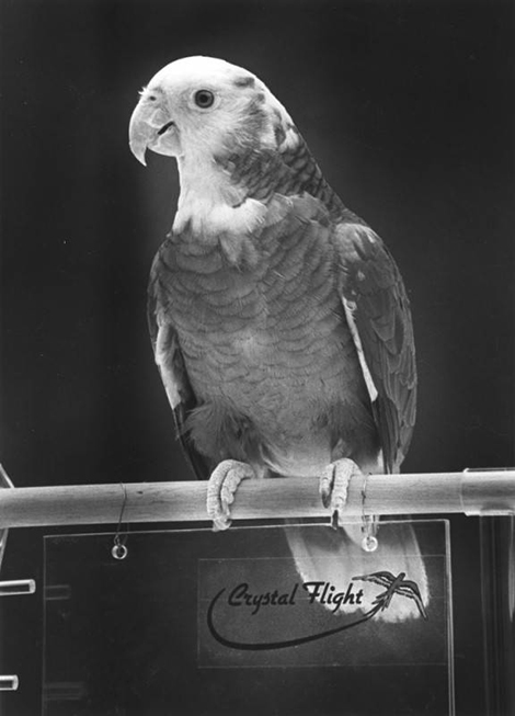 Double Yellowhead Amazon parrot