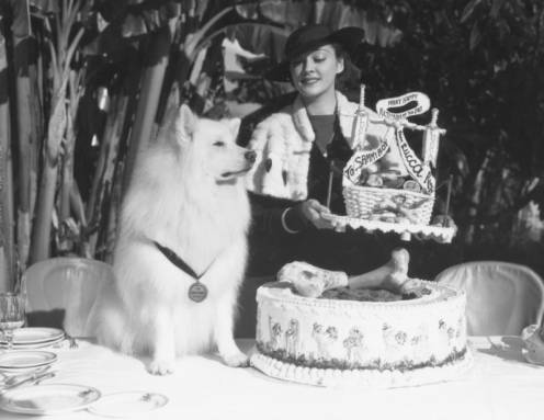 a dogs birthday cake