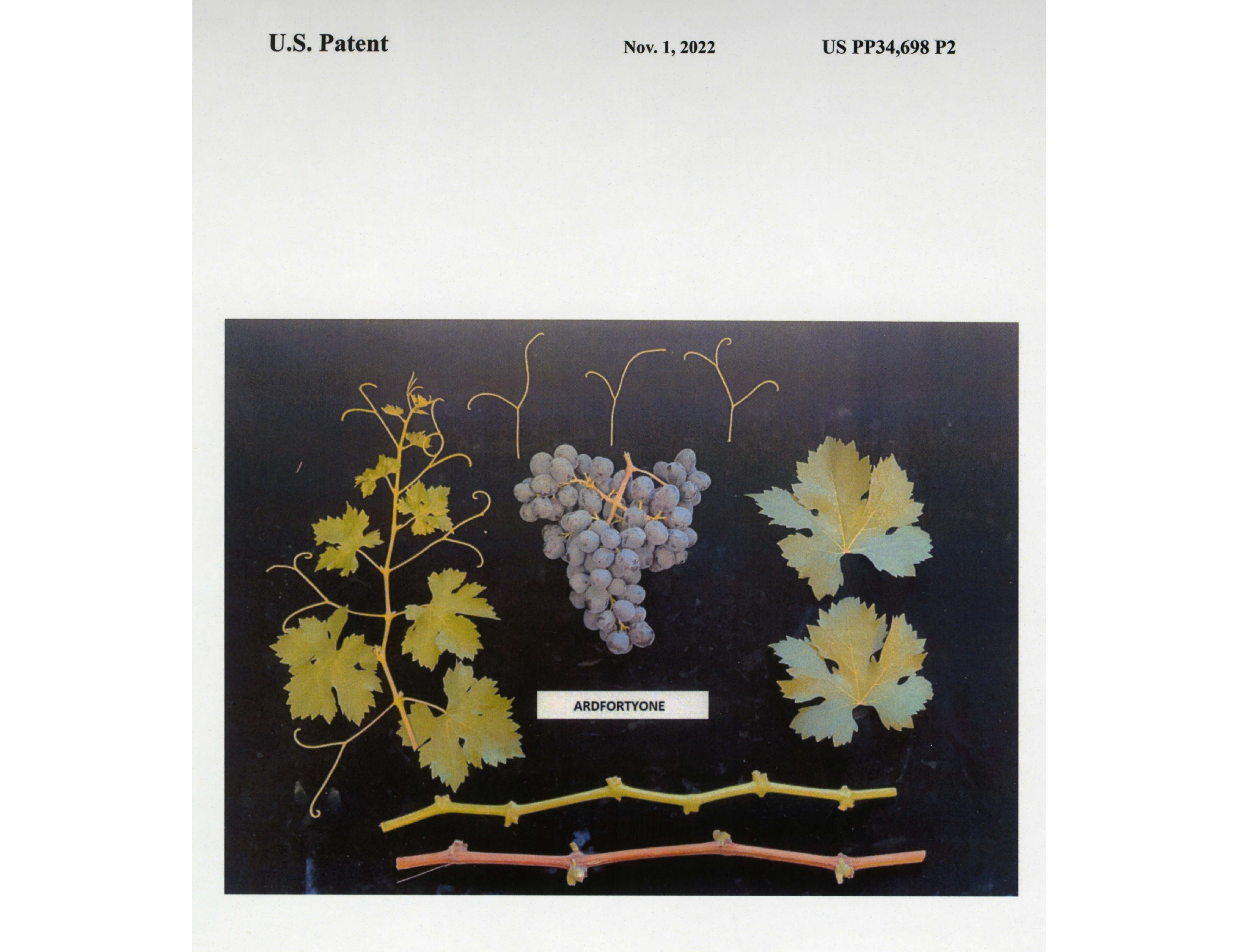 Plant patent of grapes, leaves, stems