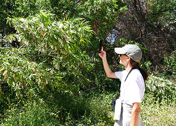 A woman taking a photo of trees with her phone.