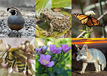 Collage of various L.A. indicator species