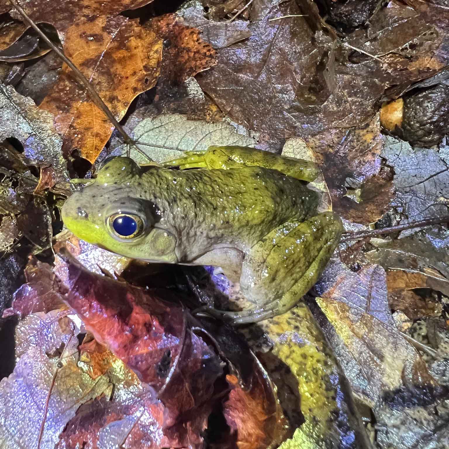 bullfrog sitting on fallen leaves