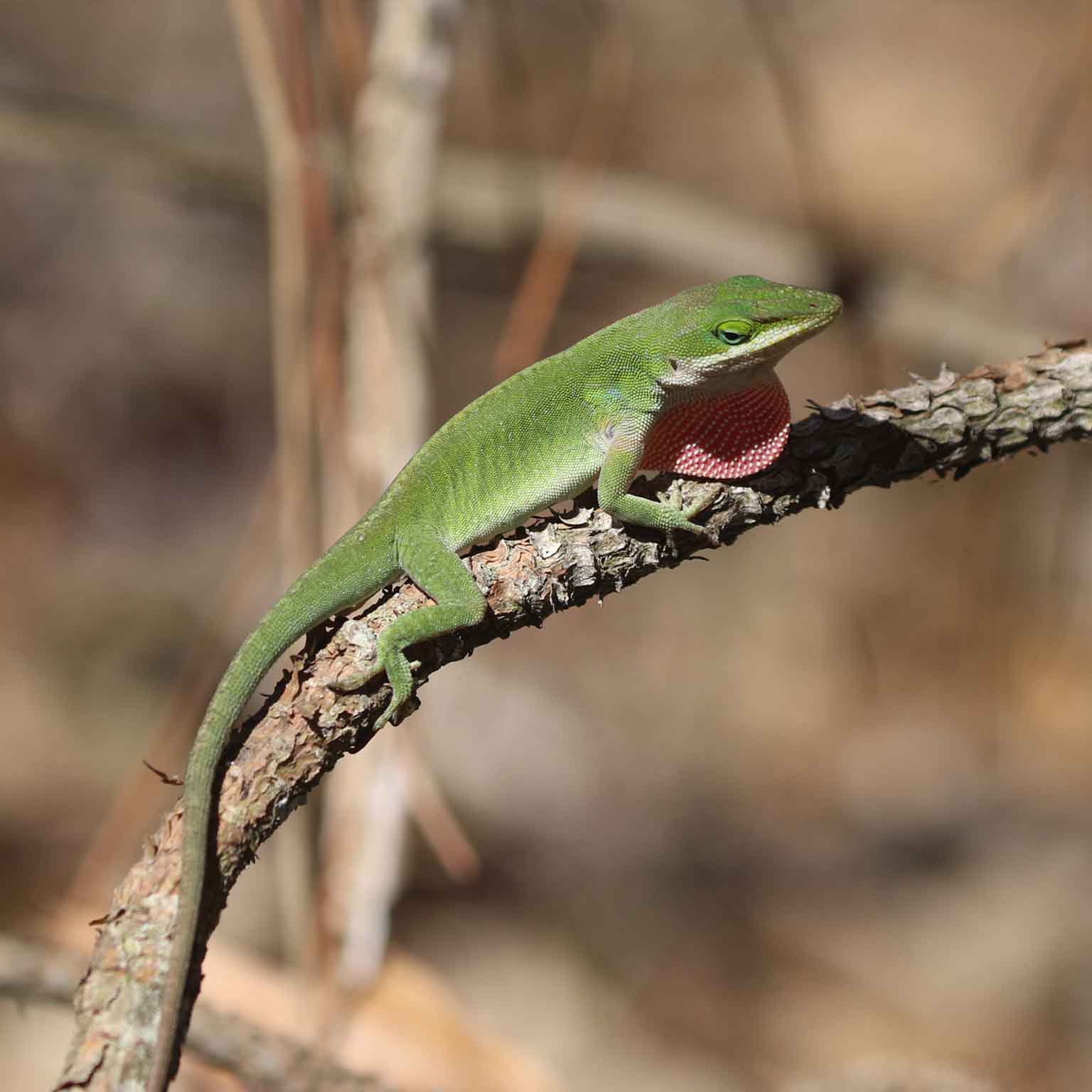 green anole on branch
