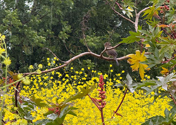 Children observing wildlife