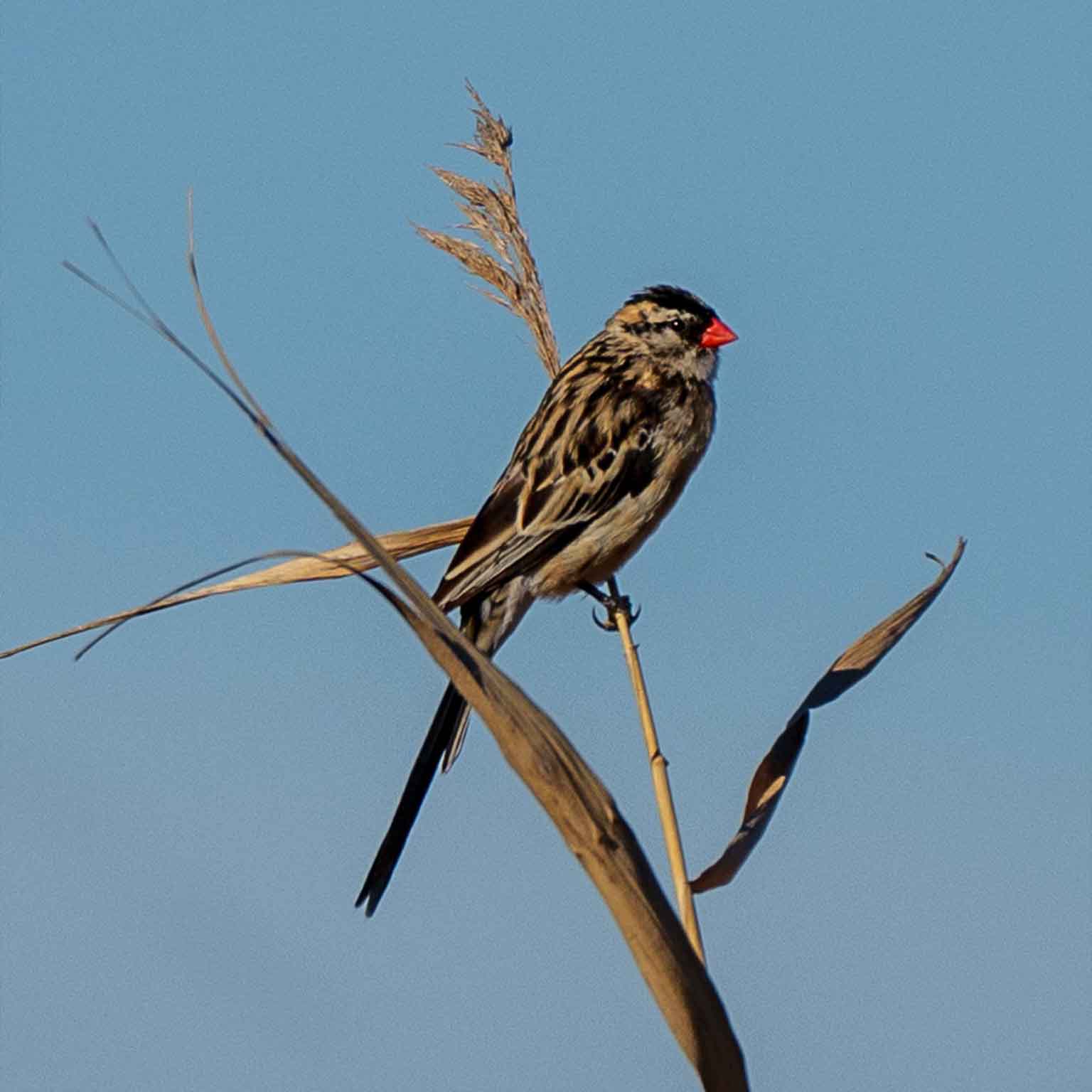 Pin-tailed whydah perched on branch