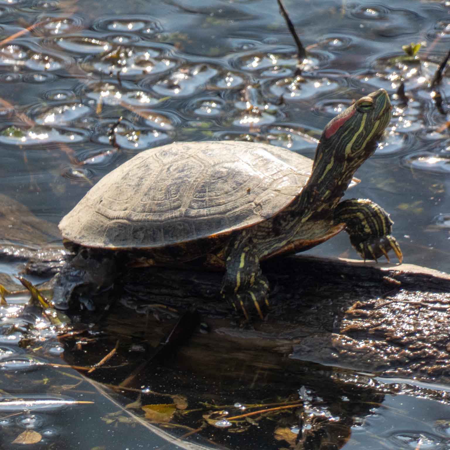 red-eared slider turtle on log in water