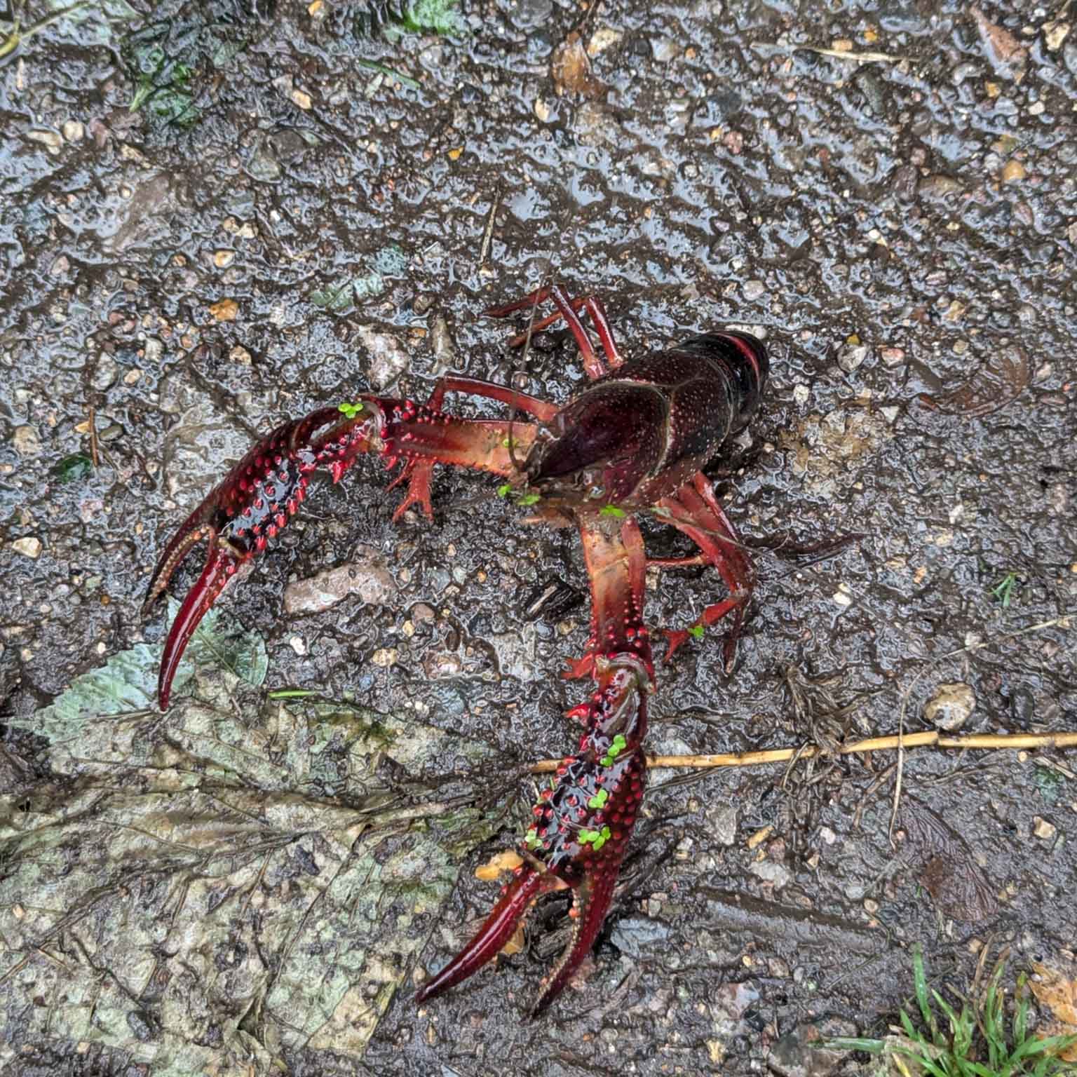 crayfish on wet dirt